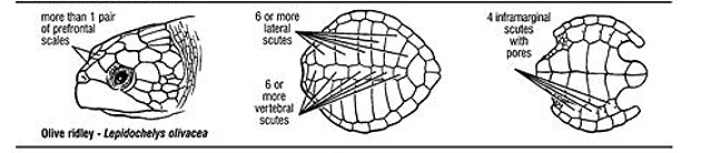 Olive Ridley ID